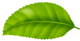 leaf-img