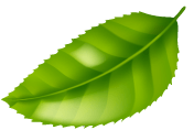 leaf-img