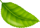 leaf-img